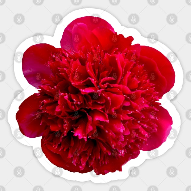 Red Flower Pillow Sticker by Treetop Designs